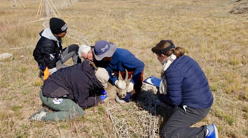 Earthwatch volunteers quickly collect data from a capture gazelle