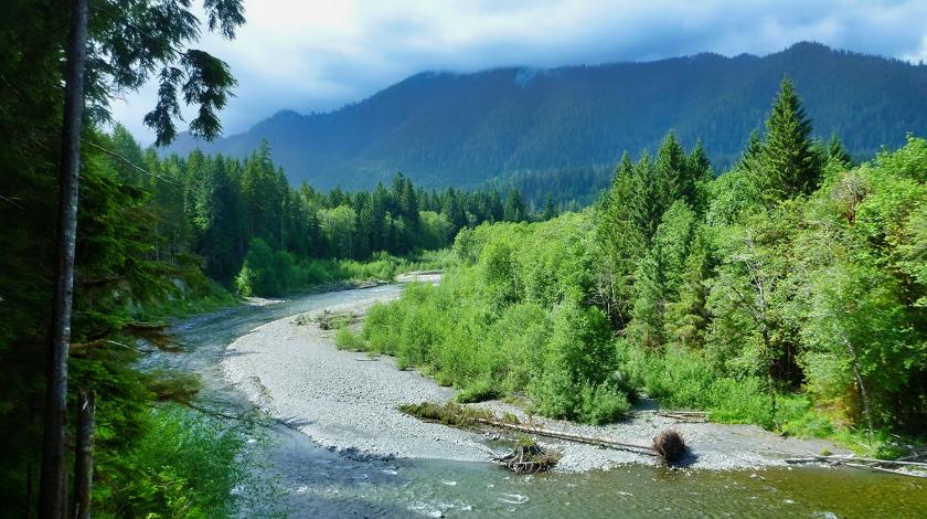 Deep within the woodlands of the Olympic Peninsula, you’ll hike over twisting streams and through towering evergreens to record bird calls and collect habitat data. 