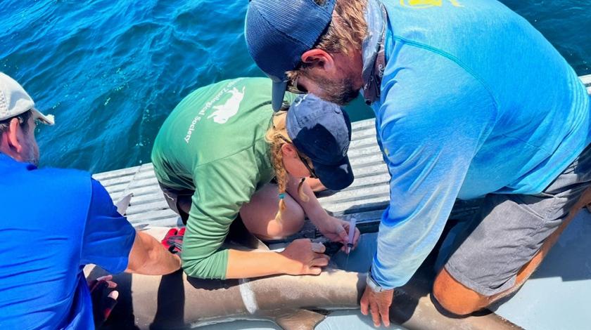 The Earthwatch team will measure, identify, and tag the sharks before releasing them. 