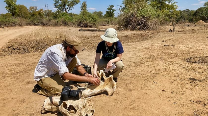  By examining the bones of recently deceased animals, the area’s plentiful fossils, and the populations of animals currently living in the park, researchers will be able to investigate how mammalian communities have responded to climatic conditions over time.