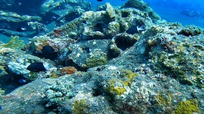 Help researchers investigate whether artificial reef structures can mimic natural coral communities, thereby preserving the biodiversity, ecosystem services, and human communities that rely on coral reefs.