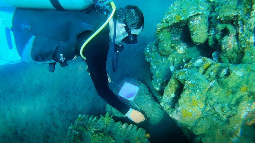 Earthwatch participant may collect water and sediment samples at different points along the reef structures, which will be used to analyze the available nutrients within the different communities.