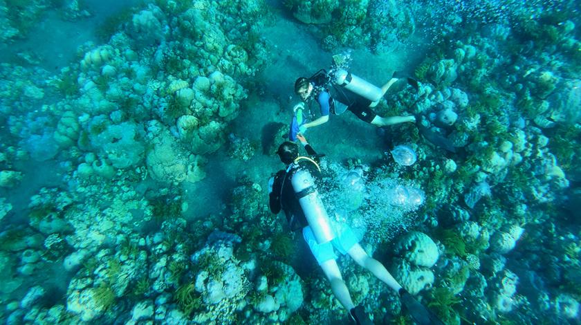 Earthwatch participants will snorkel (or scuba dive) over both artificial and natural reefs to record the coral, algae, sponges, gastropods, and urchins in quadrats on the reefs. 