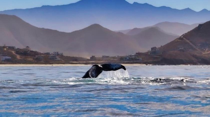 Join Earthwatch researchers on an exciting adventure on the Baja Peninsula as you study large marine animals, including dolphins, humpback whales, and whale sharks.