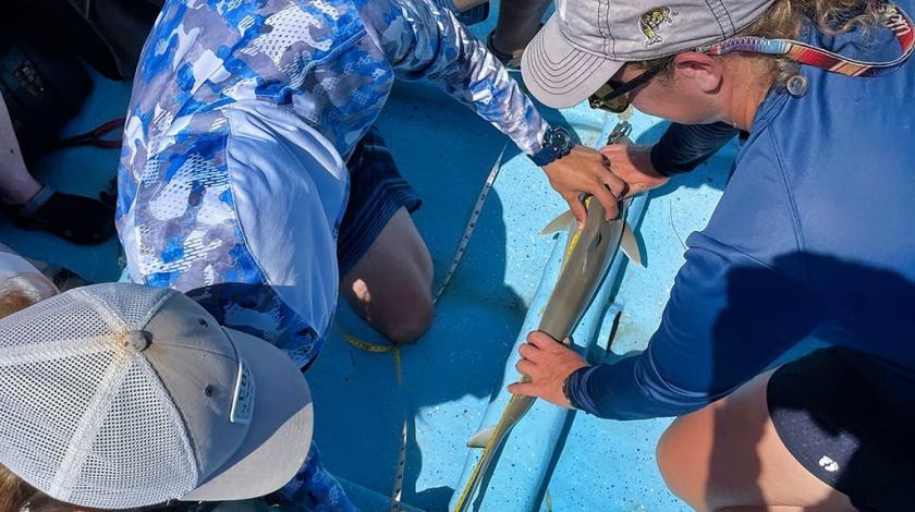 Several people are working on a boat measuring a sharpnose shark that was captured on a coastal longline survey.  |. Earthwatch