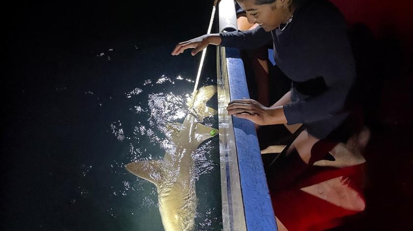A woman on a boat releasing a nurse shark (Ginglymostoma cirratum) that was caught for research purposes.