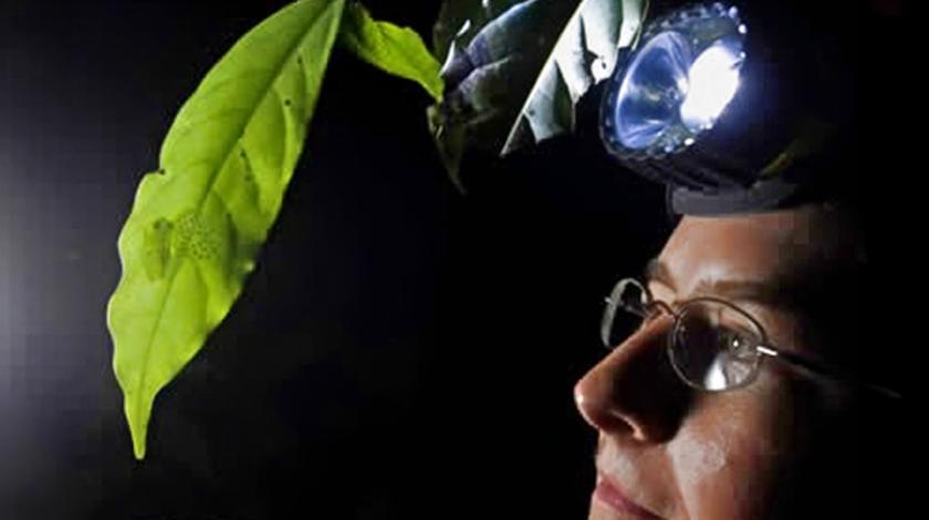 Woman wearing a head lamp studying a leaf.