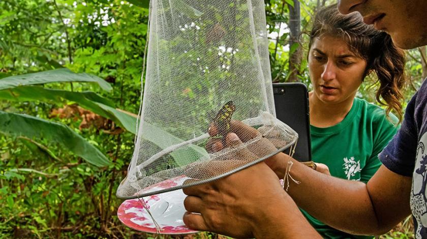 Two people catching a butterfly in a net for research purposes in a Costa Rican forest.