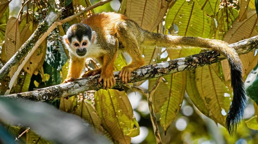 A squirrel monkey on a branch of a tree in the Costa Rican rainforest.