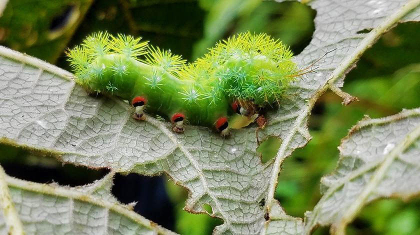 A Spiny Caterpillar (Periphoba nigra) eating a leaf