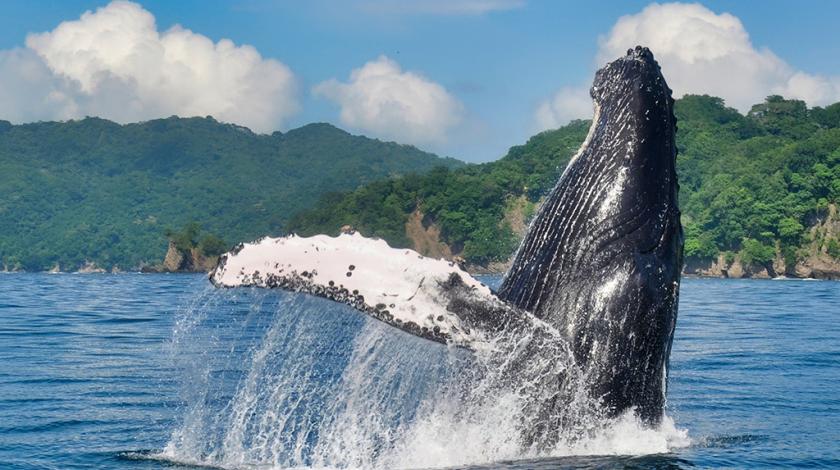 A humpback whale (Megaptera novaeangliae) in Costa Rica