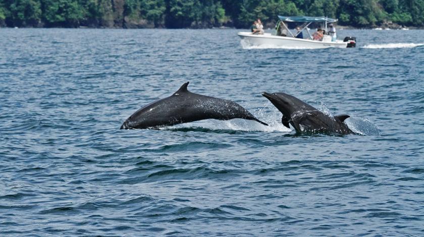 Two common bottlenose dolphins (Tursiops truncatus) being tracked by a boat of Earthwatch participants in Costa Rica