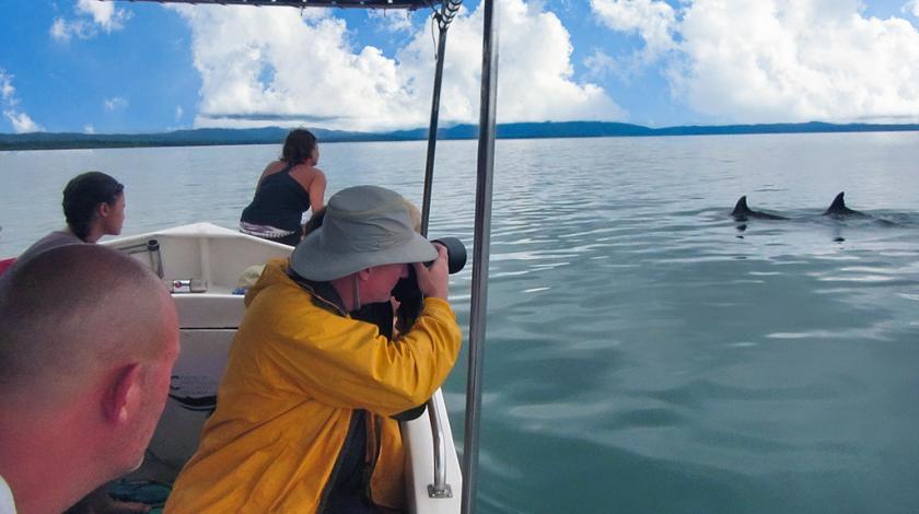 An Earthwatch volunteer photographs two common bottlenose dolphins (Tursiops truncatus) in Costa Rica
