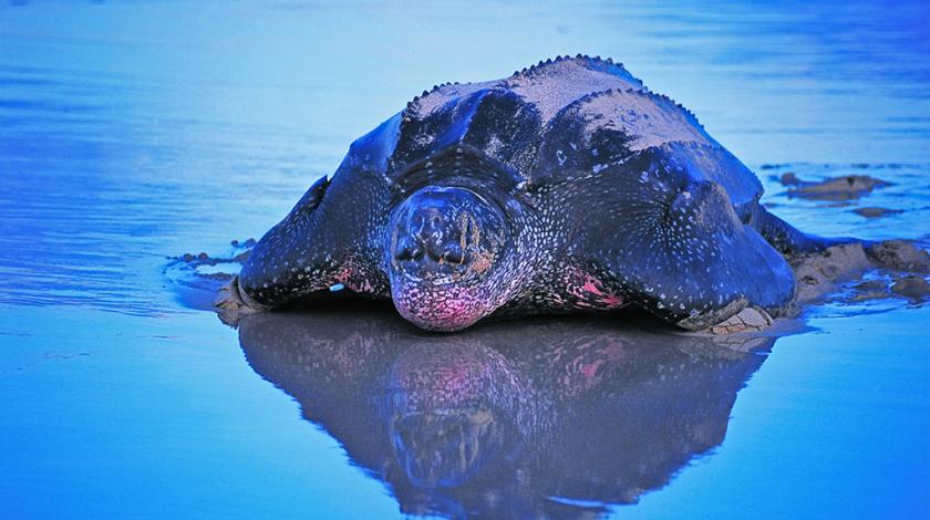 A leatherback sea turtle (Dermochelys coriacea) comes ashore to lay her eggs
