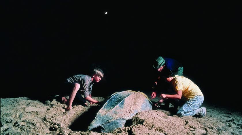 Earthwatch volunteers collect data on a nesting female leatherback (C) Russ Schleipman
