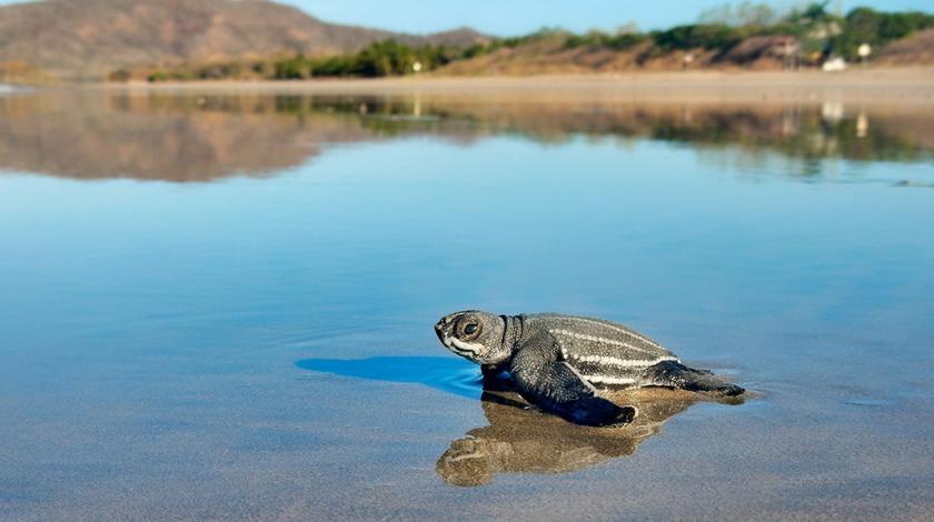A leatherback sea turtle hatchling sprints to the ocean (C) Nathan Robinson