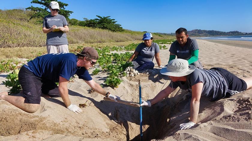 Earthwatch volunteers excavate a hatched leatherback sea turtle nest (C) Amy Rougier