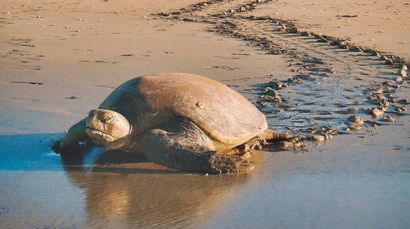 A female olive ridley sea turtle (Lepidochelys olivacea) returns to the ocean after laying her eggs
