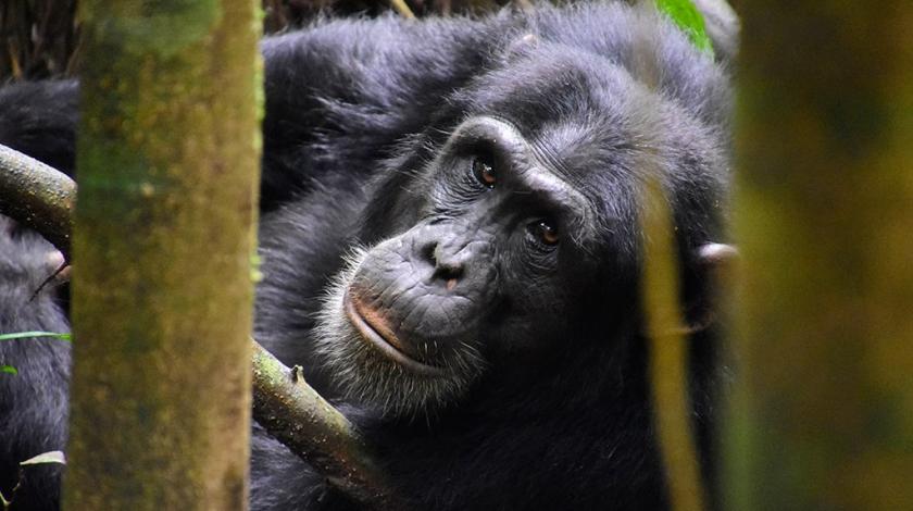 A chimpanzee (Pan troglodytes) among the trees in Uganda