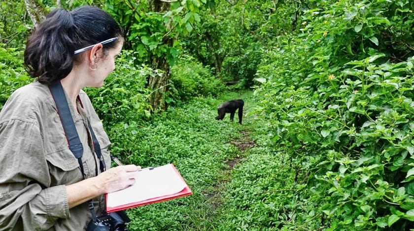 A researcher tracks a chimpanzee (Pan troglodytes) and records the data.