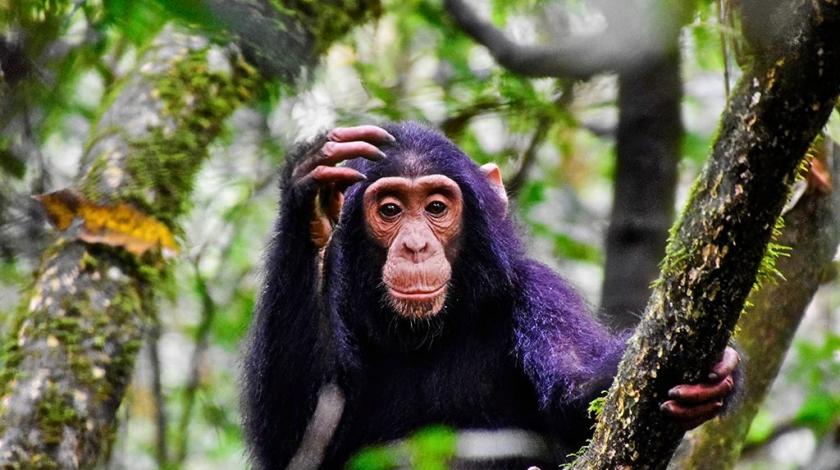 A chimpanzee (Pan troglodytes) in a tree in Uganda