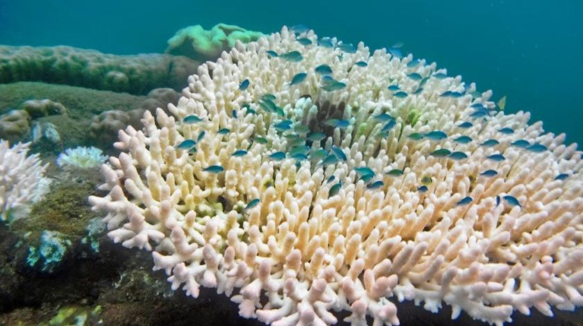Bleached coral with fish in the Great Barrier Reef