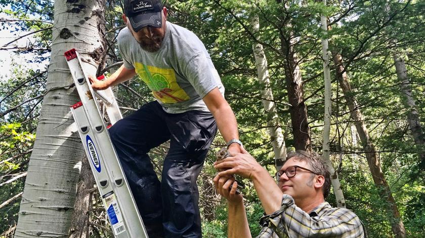 A researcher removes an owl from a nest box and hands to lead PI Dave Oleyar.