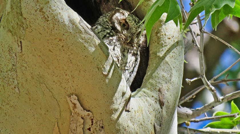 A Western Screech-Owl (Megascops kennicottii) sitting in a tree hollow in Arizona