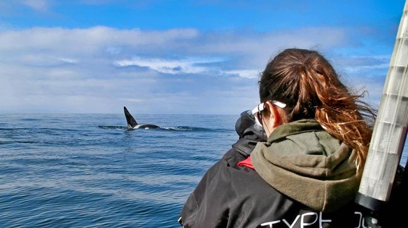 A volunteer photographs a killer whale's dorsal fin for identification (C) Filipa Samarra