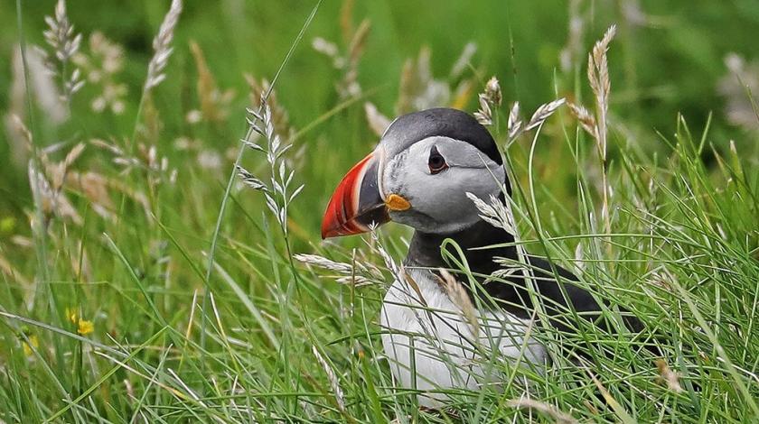 A puffin (Fratercula) in the tall grasses of Vestmannaeyjar, Iceland