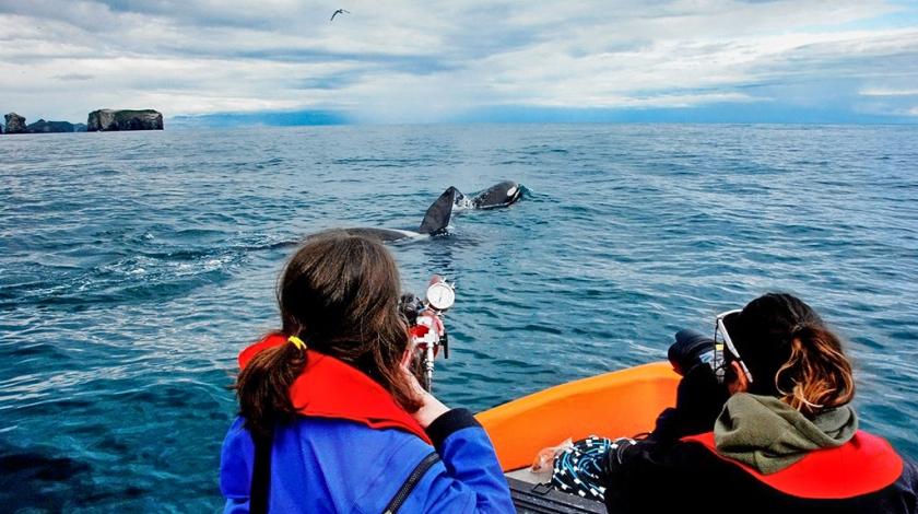 Earthwatch volunteers photograph a pod of killer whales (C) David Gaspard