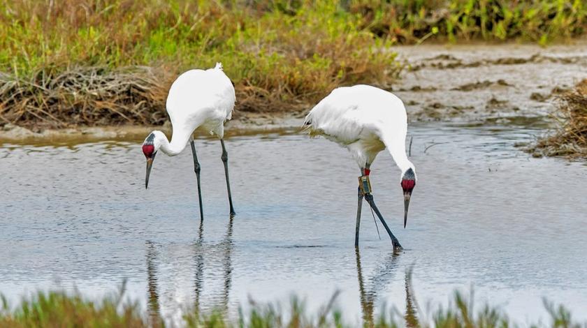 Two whooping cranes (Grus americana), one with a tracking device in a marsh (C) REIN