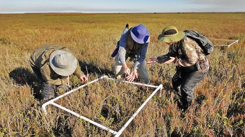 Earthwatch participants use transects to determine the abundance of the Carolina wolfberry (Lycium carolinianum), which is key food resource for wintering cranes (C) Elise Begin