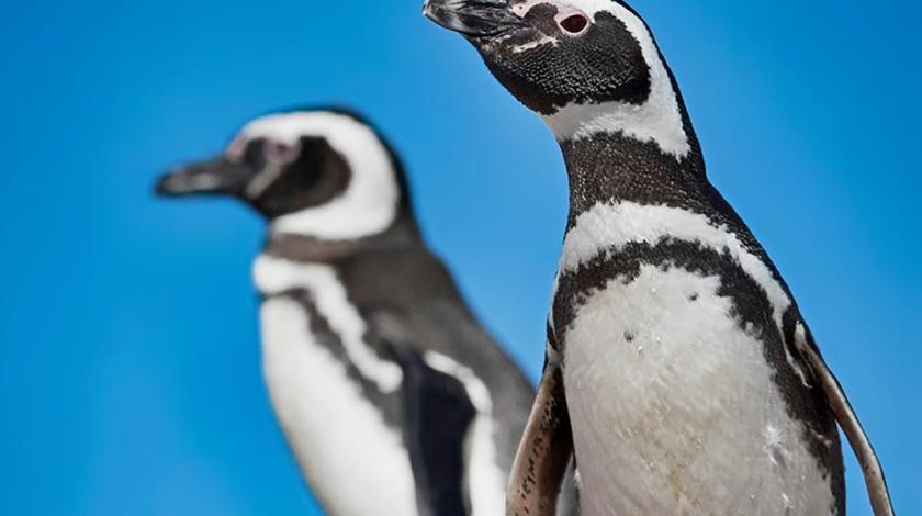 Two Magellanic penguins (Spheniscus magellanicus) (C) Chris Linder