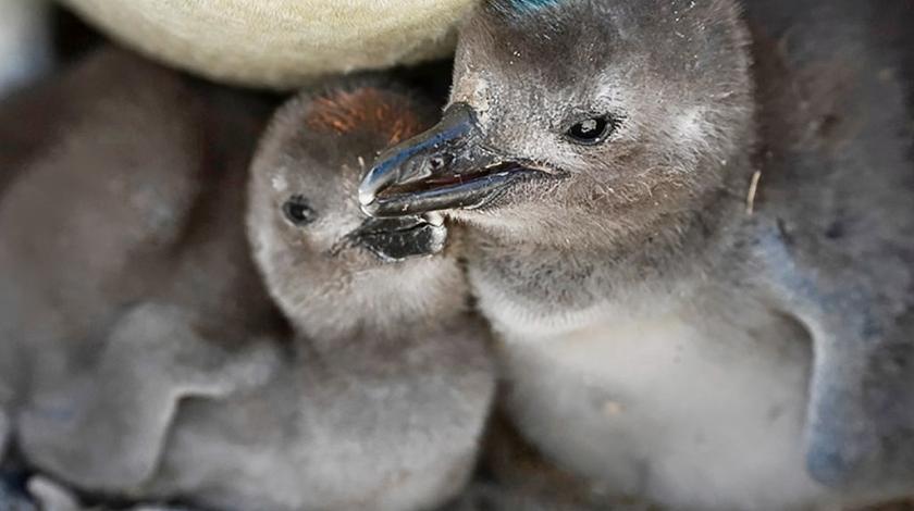 Two Magellanic penguin (Spheniscus magellanicus) chicks in a nest (C) Chris Linder