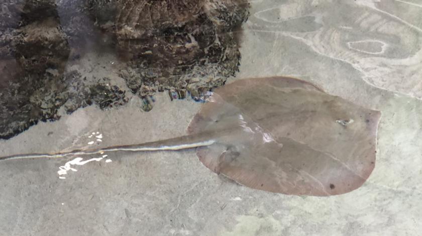 A white-edge freshwater whipray (Fluvitrygon signifer) at the bottom of the ocean by a rock.