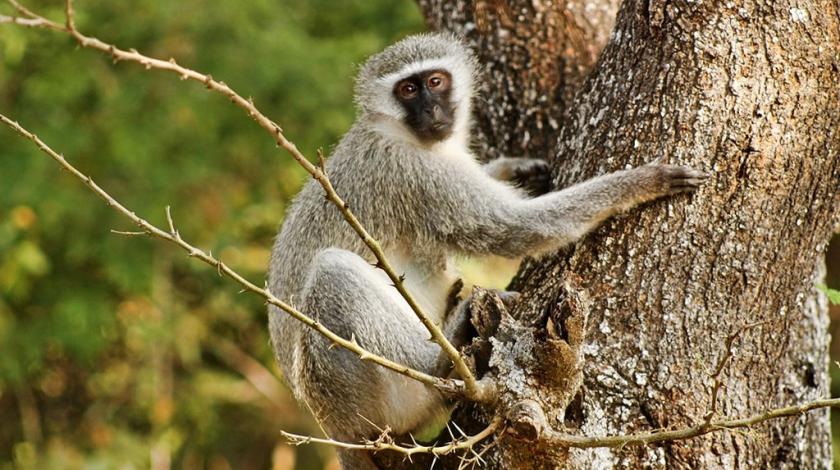 A Vervet monkey (Chlorocebus pygerythrus) holding on to a tree in Hluhluwe-iMfolozi Park