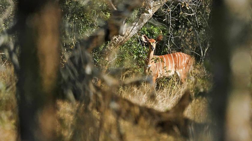 A female Nyala (Tragelaphus angasii) spotted from a distance through vegetation
