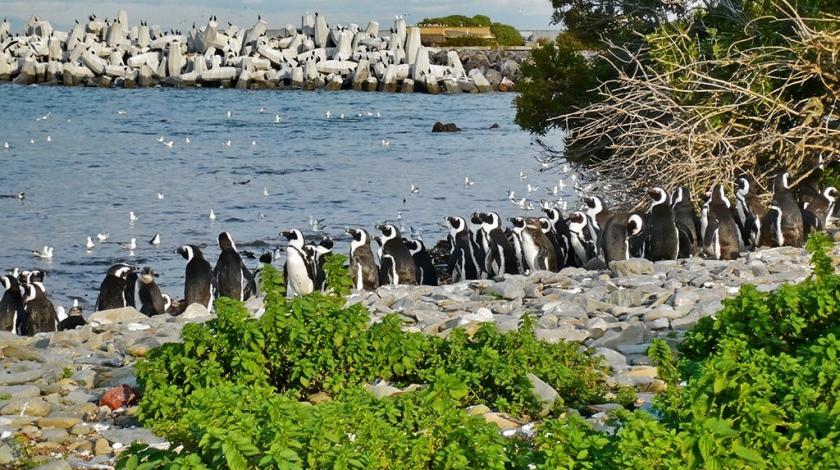 A colony of African penguins (Spheniscus demersus) on Robben Island