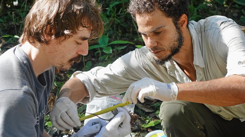 Lead Earthwatch Scientist, Dr. Muanis works with another researcher to measure a small rodent for mammal surveys (C) Ashley Junger