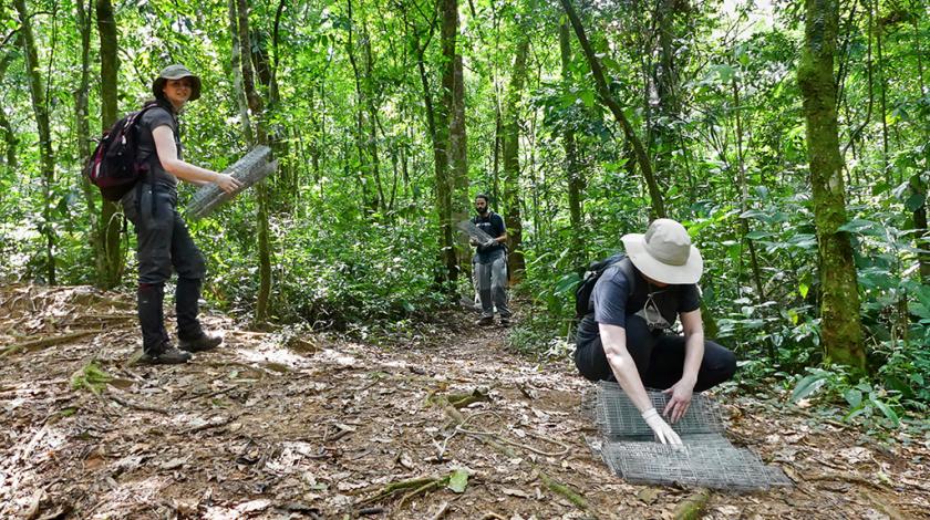 Earthwatch participants install live traps on the ground in the forest to catch small mammals, who will be released after they are processed (C) Mary Rowe