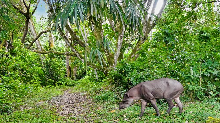 REGUA houses at least 60 mammal species, including this South American tapir (Tapirus terrestris) (C) Mary Rowe
