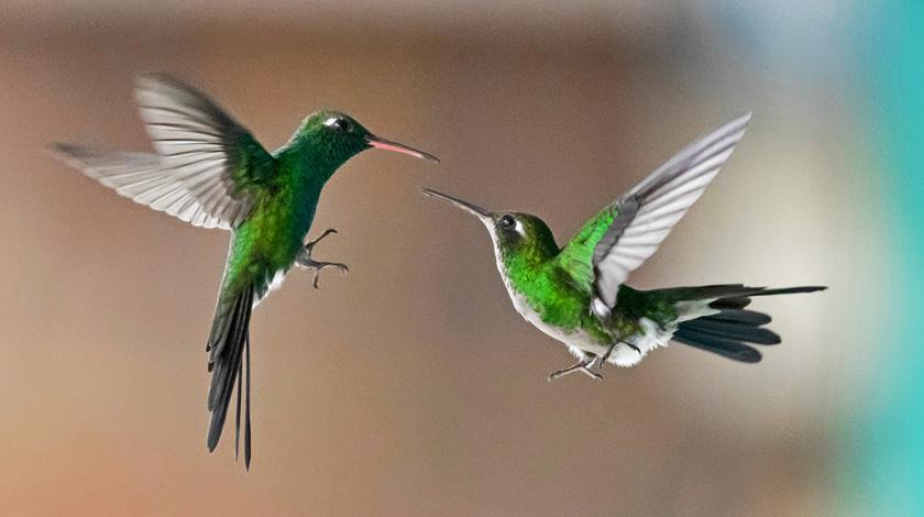 Two Cuban emerald (Riccordia ricordii) hummingbirds flying around each other (C) Maikel Cañizares