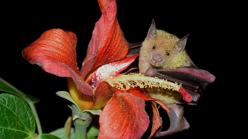 The Cuban flower bat (Phyllonycteris poeyi) sitting in a flower with pollen all over it face (C) Carlos Mancina 