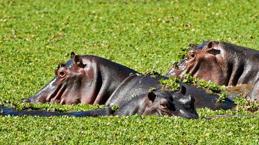 Three hippos (Hippopotamus amphibius) half submerged in water with leaves floating on top of the surface