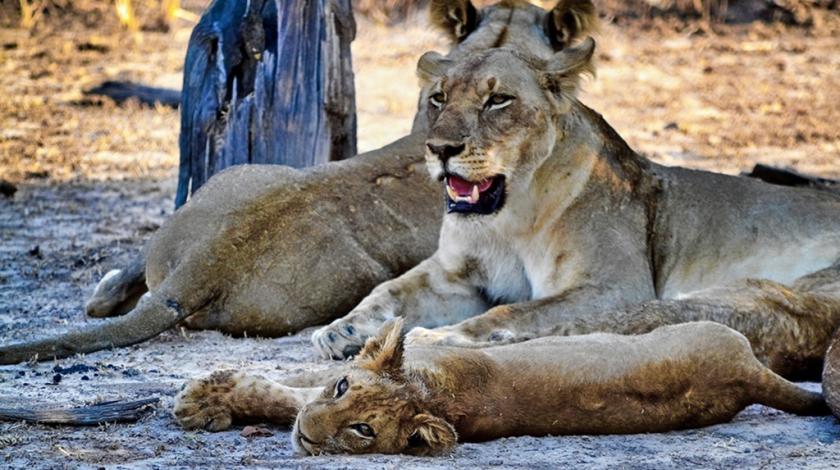 Several lions lying in a shady spot in Zambia 