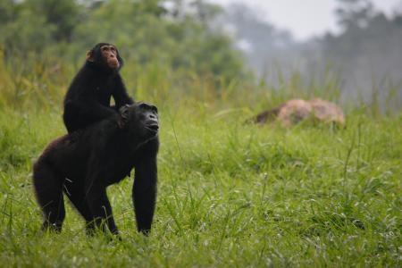 A chimp walking through a field with its baby perched on its back