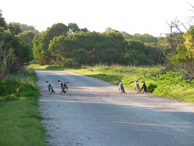 Penguins crossing. (Courtesy Tania Taranovski)