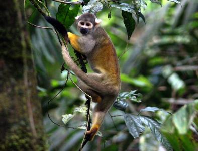 In the rainforest, track an abundance of wildlife, including primates and game birds, and record their behavior. 