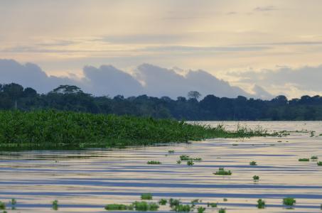Since 2006, the Earthwatch-supported Amazon Riverboat Exploration project has worked to set up long-term programs to conserve biodiversity and to develop protected areas and landscape strategies to safeguard wildlife.